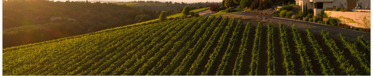 00 Wines