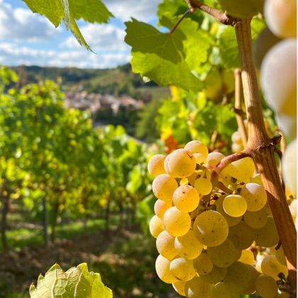 Riesling