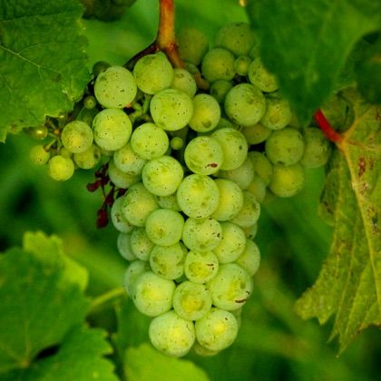 Sauvignon Blanc