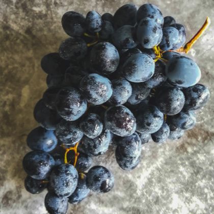 Pinotage