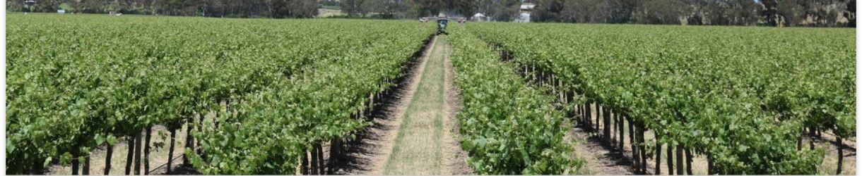 Barossa Boy