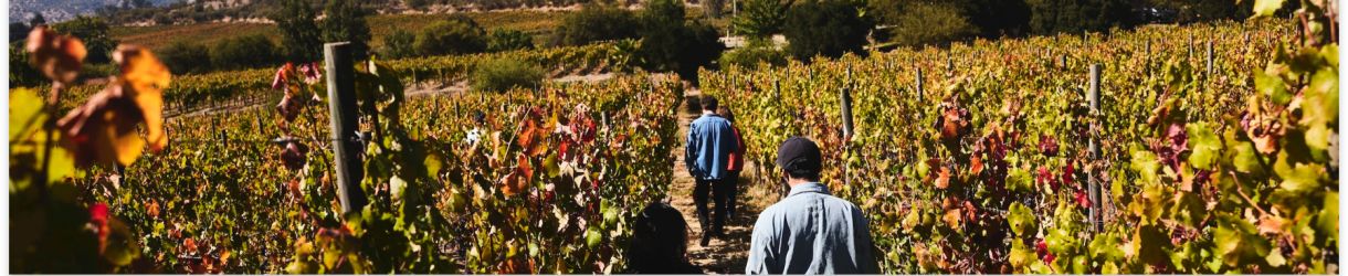 Clos de Luz