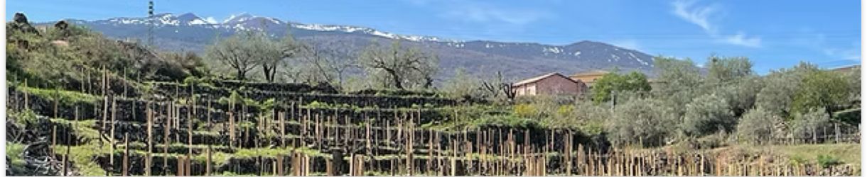 Mecori